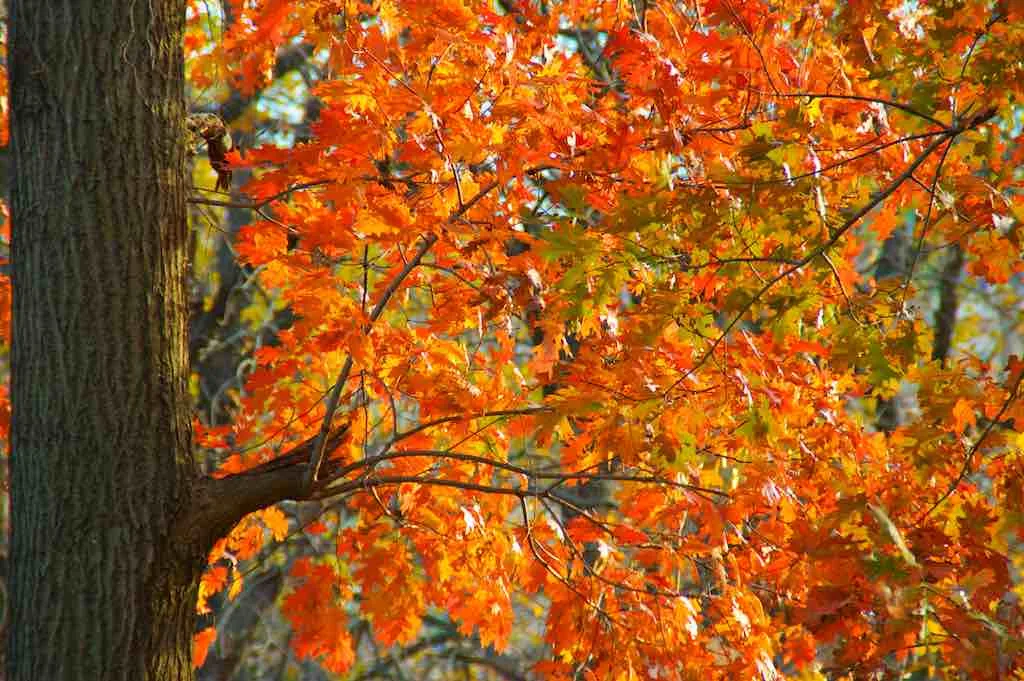 Fall in KCMO
