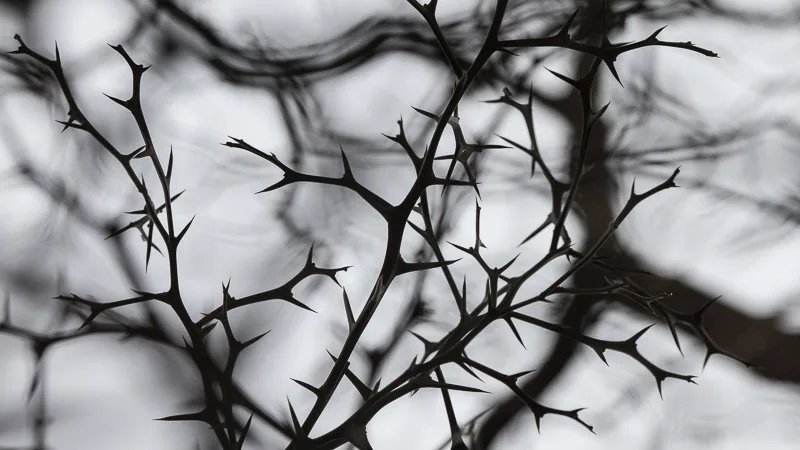 crown_of_thorns