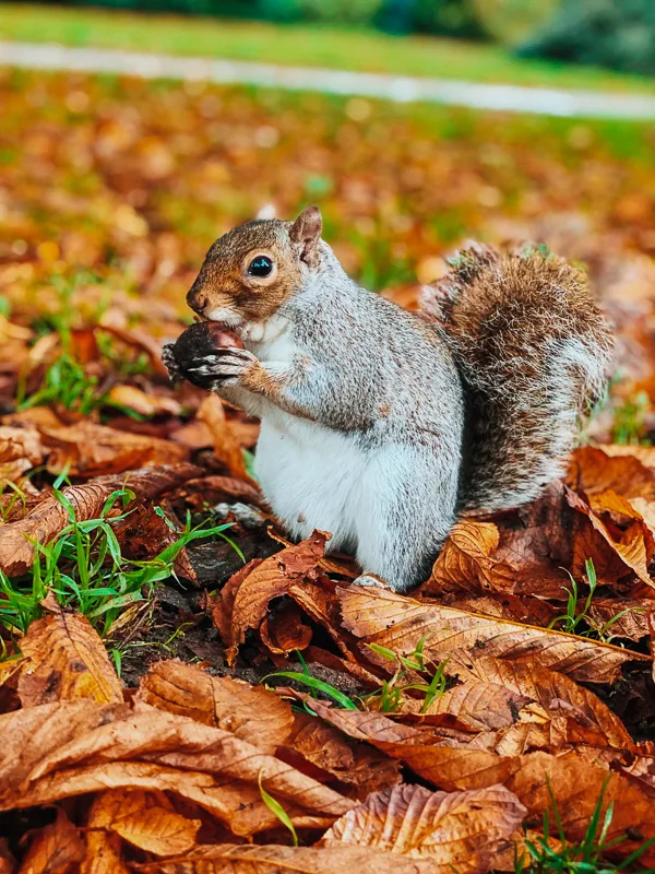 squirreling_away