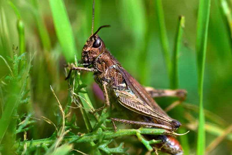 grasshopper_03