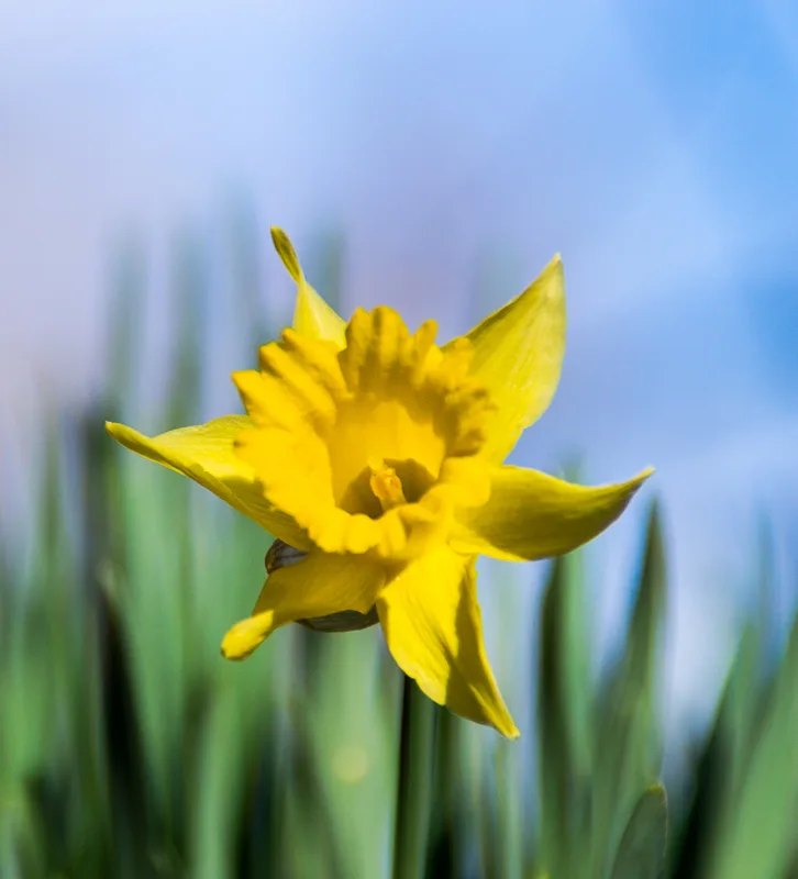 spring_daffodils