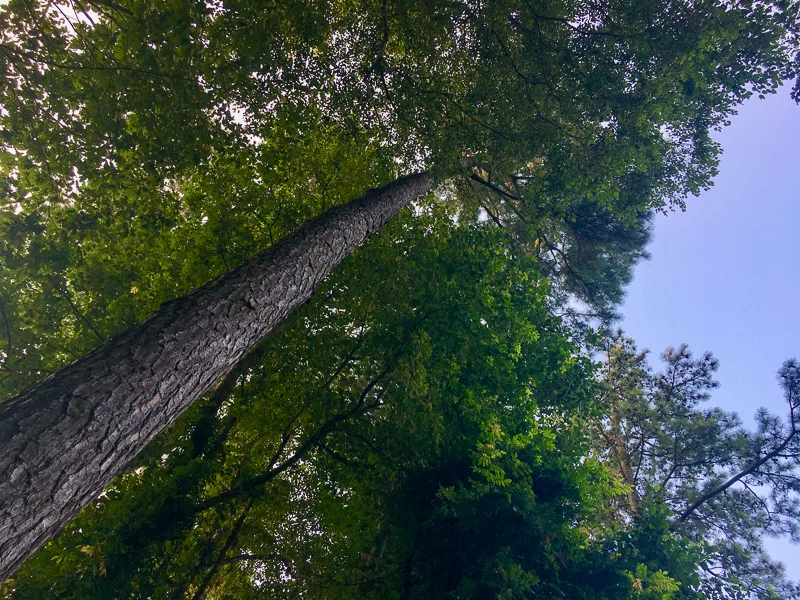 majesty_of_the_tree