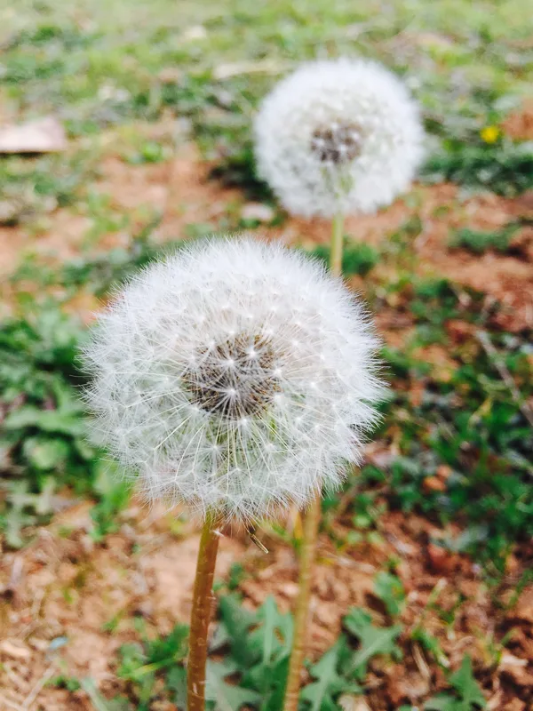 weeding_dandelions