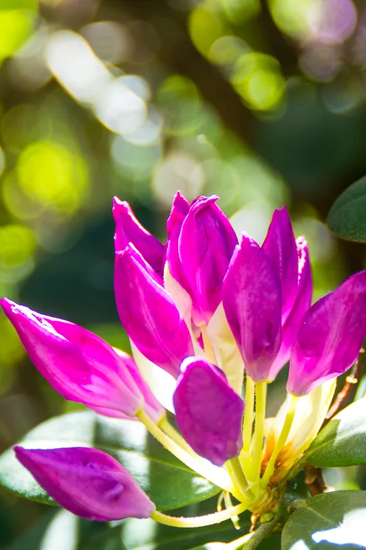 rhododendron flowering bud