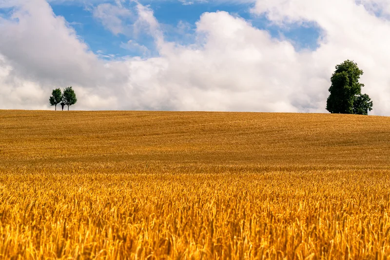 golden_wheat_field