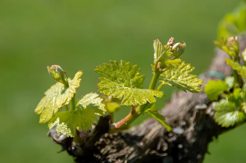 grape_buds