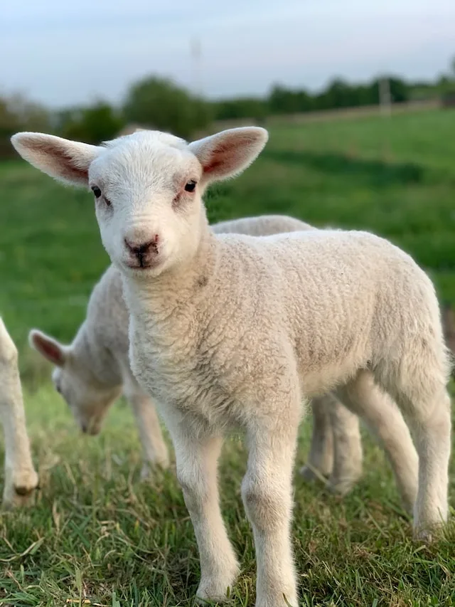 passover-lamb-2