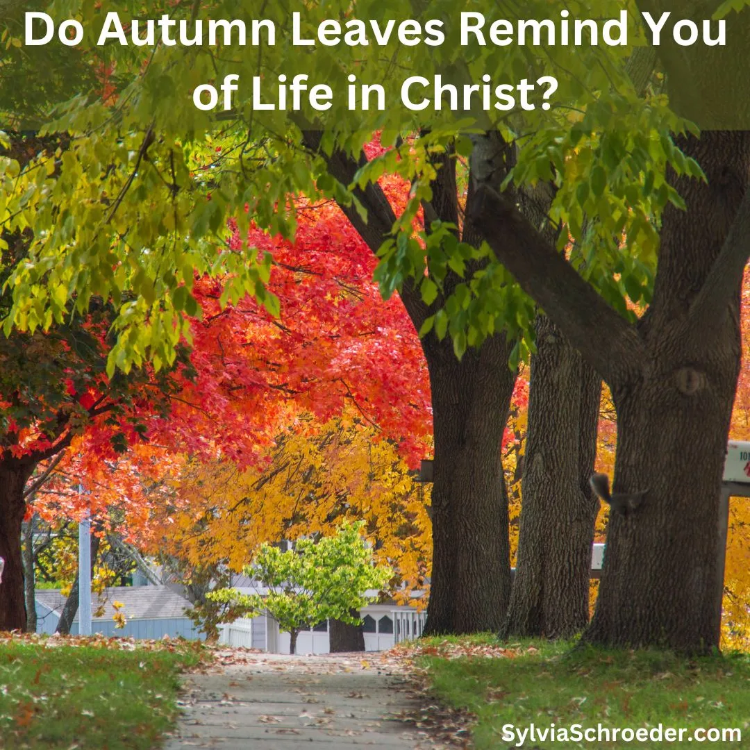 Do Autumn Leaves remind you of Life in Christ