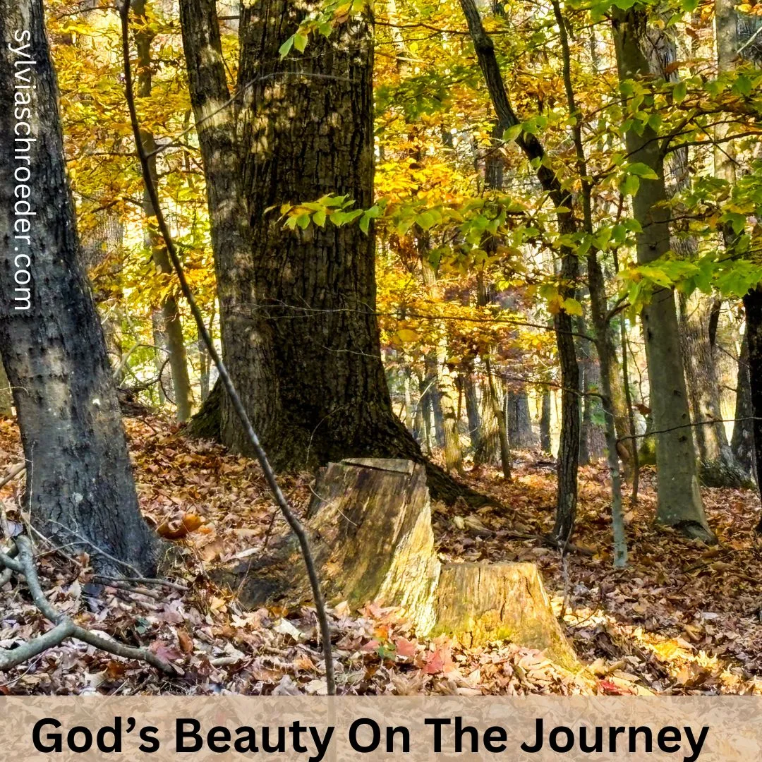 Gods beauty on the journey